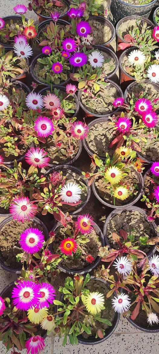 ازهار حشيشة الثلج أو النزناز الشتوي
موسمي يزهر خلال فصل الربيع 
تتفتح أزهاره في الصباح على ضوء الشمس و لغاية ذهاب الشمس عنها وتنتج البذور في نهاية الموسم
سعر السندان الف دينار 
توصيل فقط لأغلب أحياء الموصل 
سعر التوصيل حسب المنطقه 
للطلب يرجى مراسلة الصفحة


**إذا كنت صاحب هذا الإعلان وتريد حذفه لأي سبب، رجاءا أرسل رسالة إلى الدعم الفني**