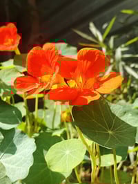 نبات بلاتيني • ابو خنجر • عرض الربيع