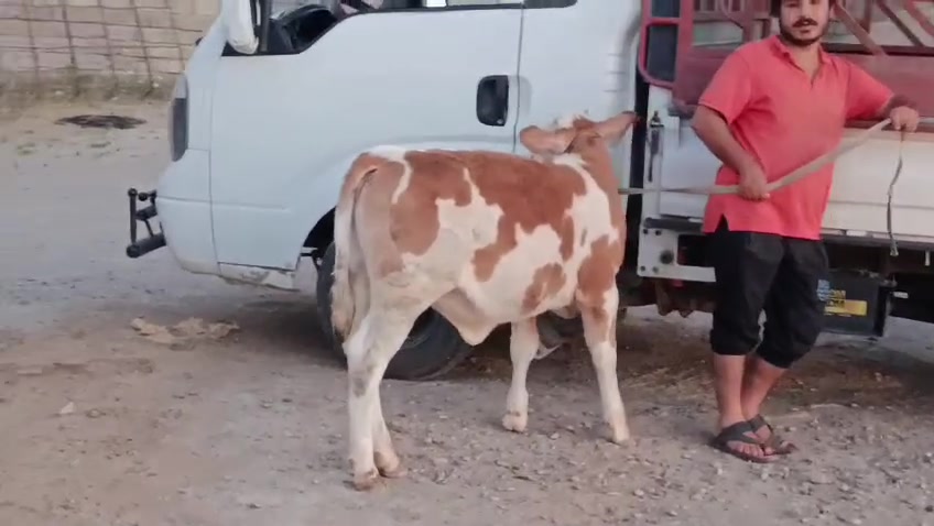 السلام عليكم بكر سيمتال أول بطن وراها حوليه درجه اولى خشانه فول رقم واحد ضالمها التصوير شطر ومواعين وحليب ودسامه ، المكان الشرقاط / قرية شكرا /***********
