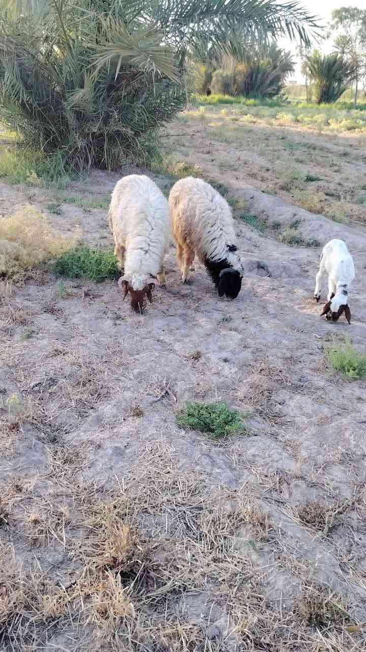 متاح ٤طليان افحل خشنات وسمان الشراي يتصل وبيه خير ويدلل ***********
