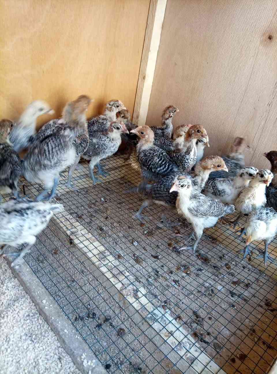 متاح أفراخ فيوم فضي صور الأمهات بالمنشور عمر شهر وفوك مكان المحاويل حي ابو زديره الشراي يراسلني او يتصل ***********
