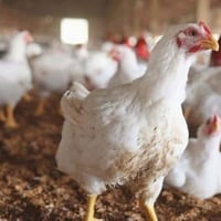دجاج • دجاج خشن • دواجن طقطق • سعر دجاج • دجاج للبيع • توصيل دجاج • لح...
