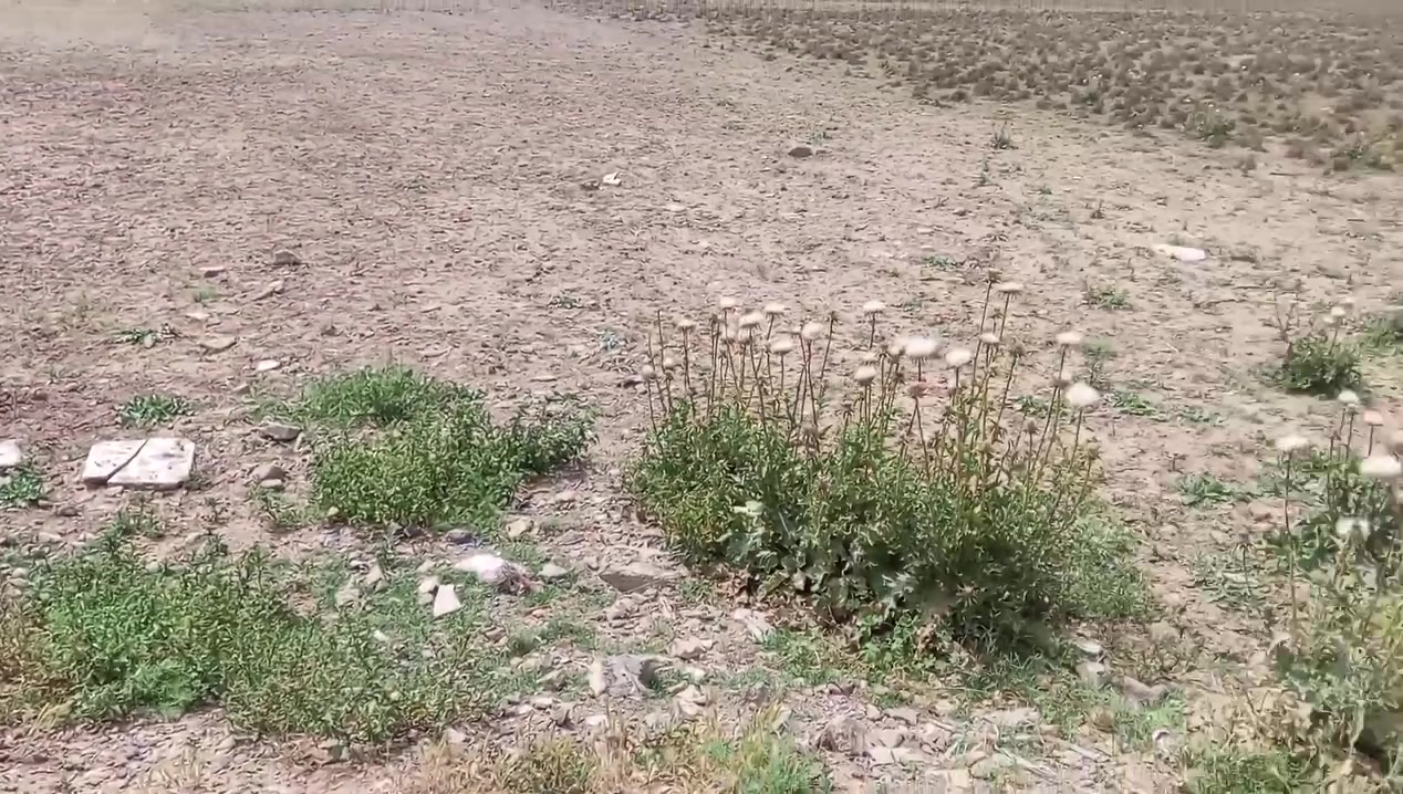 السلام عليكم قاعد للبيع بهار الباشا قرب فلكه هور الباشا مساحتها 200 متر تاج هور باشا ***********

