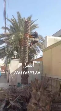 مشتل الوادي الاخضر ٠٧٨١٢٨٩٣٤٨٧