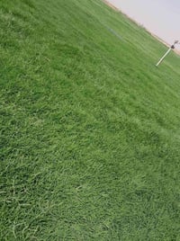 مرحبآ بكم في مجموعه مزارع ديالى لثيل الهندي الطبيعي 🌿🌱  نقدم لكم افضل ...