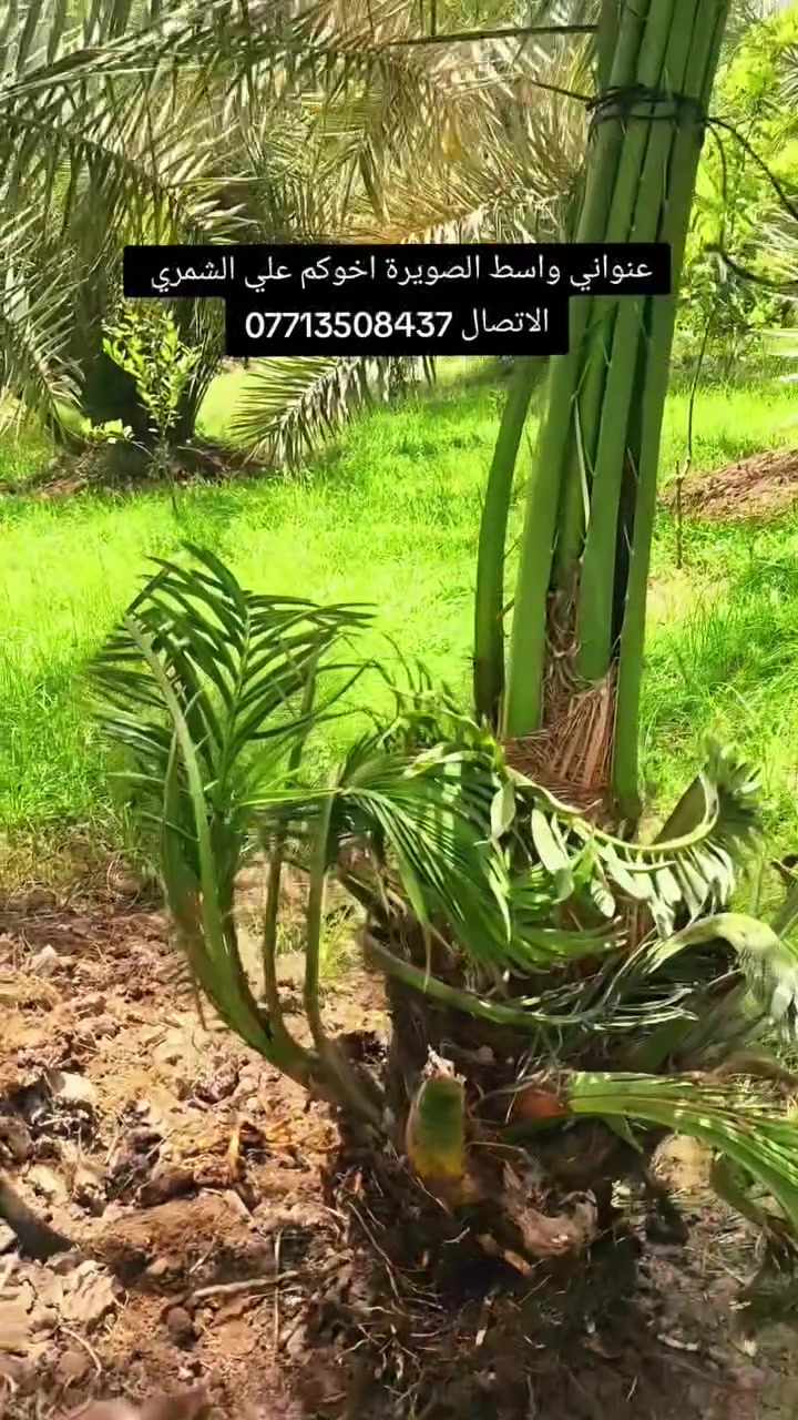 السلام عليكم بتاريخ /21/5/2026/ تم قلع برحي للاخ ابو احمد  من الحلة  احجام خشنه ايضا يتوفر فسائل  مكتوم و بريم قلع من تحت الام هذا بوصل ضمان لحين الاثمار موقع وختم خلاف النوع اتحمل سعر الوحده 5 أضعاف الي راغب بالشراء عنواني واسط الصويرة لاتصال *********** اخوكم علي الشمري البيع النخيل
