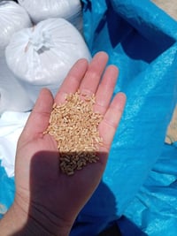 حنطه • خبازه • الزاب قريه اصبيح