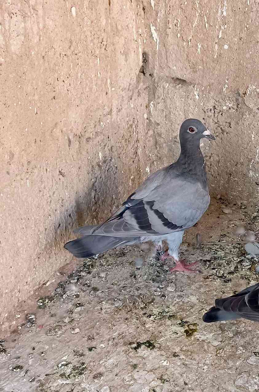 متاح زواجل مخاليف مكاني تلعفر محجلات و صحه خير من الله


**إذا كنت صاحب هذا الإعلان وتريد حذفه لأي سبب، رجاءا أرسل رسالة إلى الدعم الفني**
