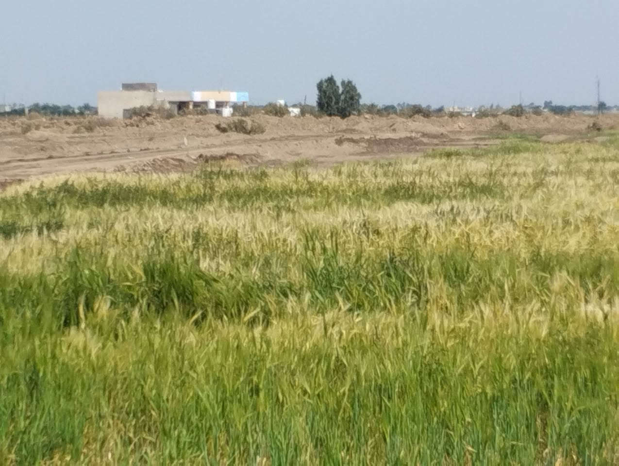 بسم الله الرحمن الرحيم 
دونم للبيع صوب بني ركاب 
طريق سعيدان 
الشارع لي بصف الجامع 
قرب التبليط
الدونم مزروع حنطة حالياً 
السعر مناسب جداً 
ماي اساله 
وماي نهر 
عرض الدونم 40
ونزال 62
للتواصل الإتصال على الارقام 
 الموجوده بالاعلان 
***********
***********
#هادي_الحجيمي
