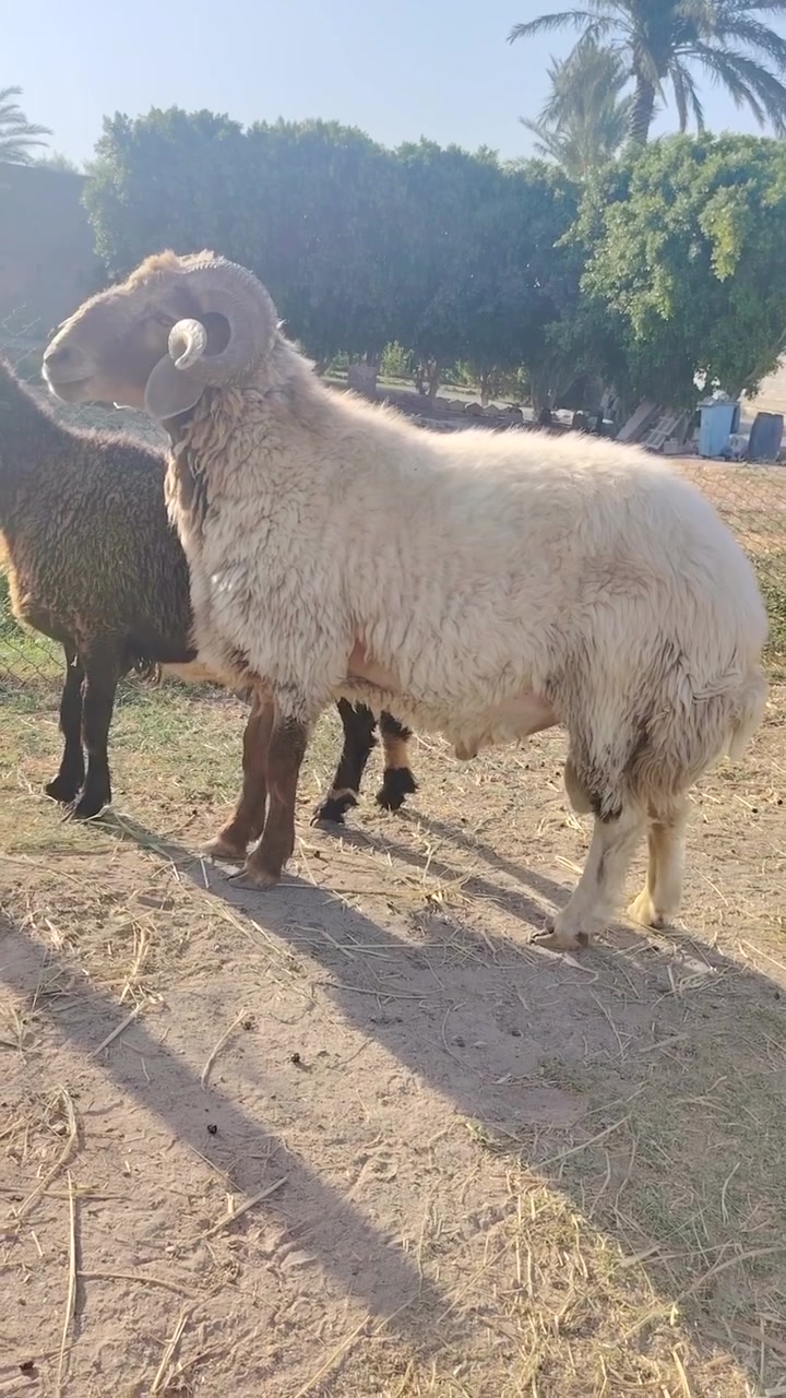 للبيع جبش على كل عيب شرط الفحوليه شرط الكراع شرط لامان  الي دور شي فاخر يجي يمي سعره ٨٥٠ بي مجال مكان الانبار الحبانيه كولكم ***********
