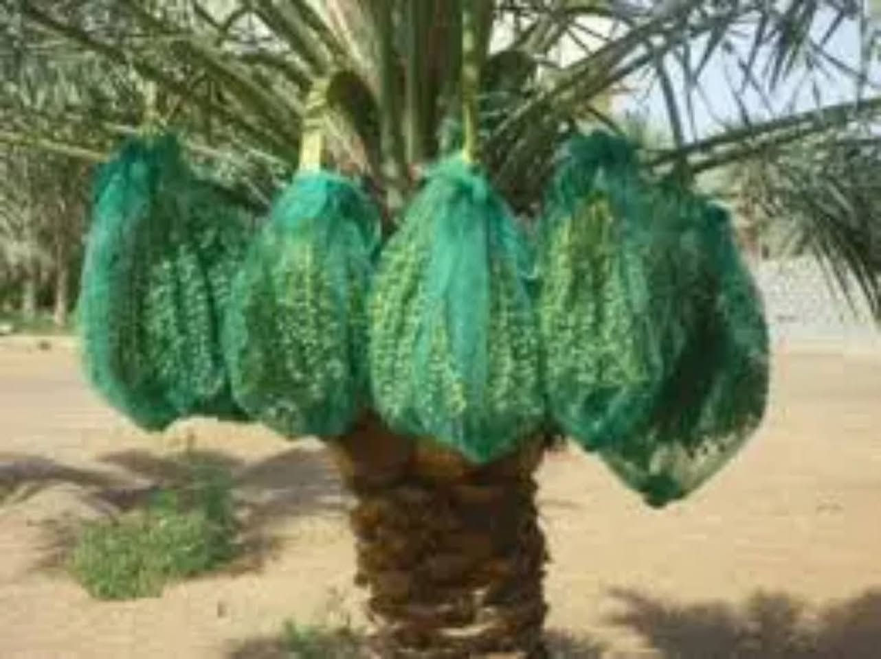 🌴 متوفر لدينا أكياس عِثق النخيل بجودة ممتازة 🌴
قياس ٧٠ × ٩٠ 
حل عملي وفعّال لحماية عثوق النخيل والمحافظة على جودة الثمار طوال الموسم ✅
🔹 مميزات أكياس العِثق: ✔️ تحمي التمر من الطيور والحشرات والأتربة
✔️ تساعد على تقليل تساقط الثمار
✔️ تهوية ممتازة تمنع الرطوبة والتعفن
✔️ خامة قوية تتحمل الشمس والحرارة
✔️ مناسبة لمختلف أنواع النخيل
📌 مثالية لأصحاب البساتين والمزارعين الباحثين عن إنتاج أنظف وجودة أعلى للتمور.

للاستفسار والحجز مراسلة الصفحة أو الاتصال: 📞 

***********
 مكتب و علوة بغداد 

ديالى.  المقدادية. الكيلوات.  كيلو 13. الشارع العام 
#زراعة #اكسبلور #زراعة  #زراعة #نخيل #برحي #نسيجي #مزارع #محافظات_العراق
@إشارة
