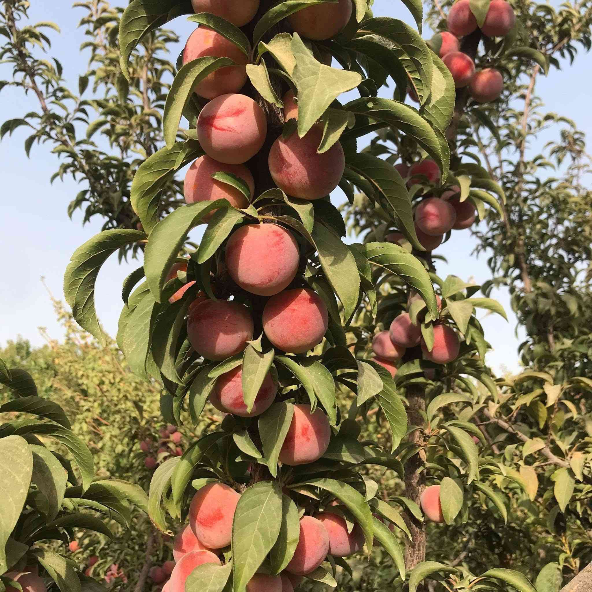 تريد تحجز مزرعه ؟اختار صح لان المزرعه تختلف عن المنتجع 🌴🌳مزرعه الرضا🌴في بلد هم مزرعه وهم منتجع بوسطها اجواء كلش حلوه لمحبين الطبيعه والهدوء 😇والجو حاليا بيها خيااال لان ربيع🌷🌱أسعار متتجاوز حاليا ١٥٠ 
موقعنا بلد
للحجز تواصل مع صاحبها 
***********
وكل الهلا بضيوفنا من كل مكان 🥰
