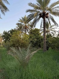 كربلاء • طابو زراعي • ٢٠٠ نخلة