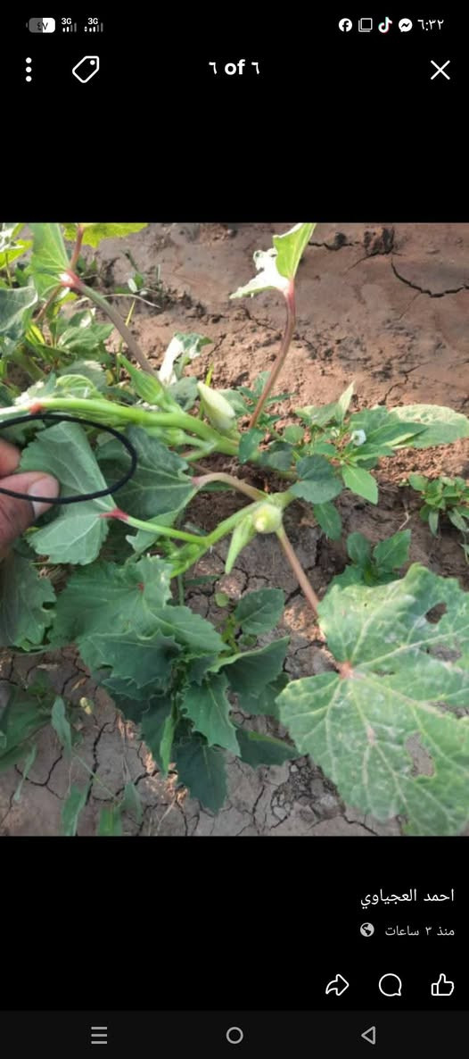 يوجد بذور بامبه للبيع متعهد ضمان شرط الحوي بنت المغلف جيل أول ***********
***********
