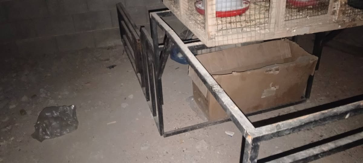 اخوان چنچ سليمانيه للبيع السعر 80 وبي مجال بسيط رقمي *********** العنوان كركوك القادسيه الاوله
