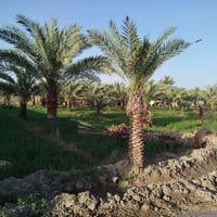 1 ارض 10 دونم طابو صرف الكاظمية في بغداد التاجي تبعد عن شارع عام سبع ا...