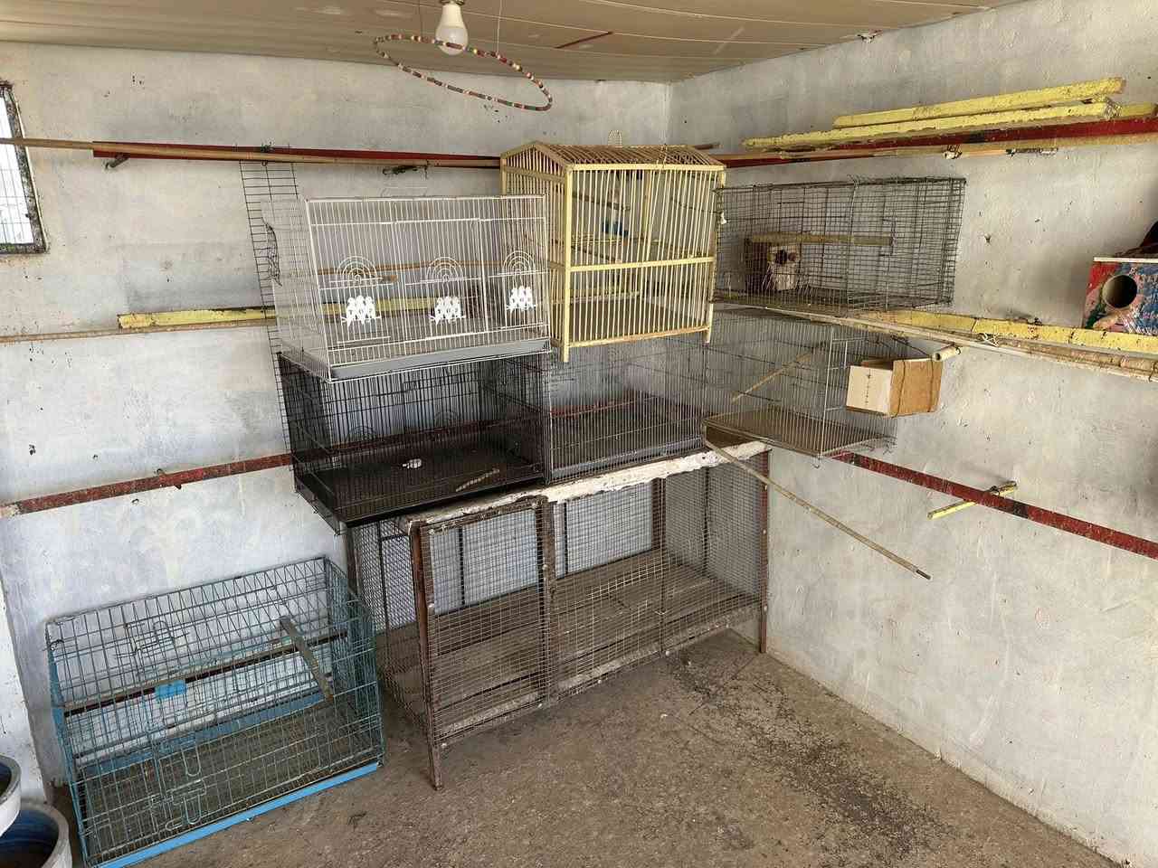 للبيع خانات مال طيور حب وكوكتيل ابو الحاضنه للبيع شلع 25 الف
قفاصه مال طيور حب عدد ثنين ب 10 الف 

أقفاصه مال كوكتيل عدد 2 سعر التك ب 13 الف 

قفص خشب بلبل ب 15 الف 

قفص قطط 🐈‍⬛ ب 35 الف 

قفص كبير الطول 180  عرض 80 
ارتفاع متر واحد 
سعر 60 الف

***********
