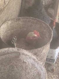٣دجاجات كرك للبيع وحده بيهن جواها بيض ٠٧٨٢٩٩١٣٢٢٩