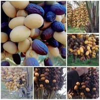 ورحمه الله وبركاته  هاذة شهر 12 اليوم 15 باشرنا ومن الله التوفيق  تقلي...