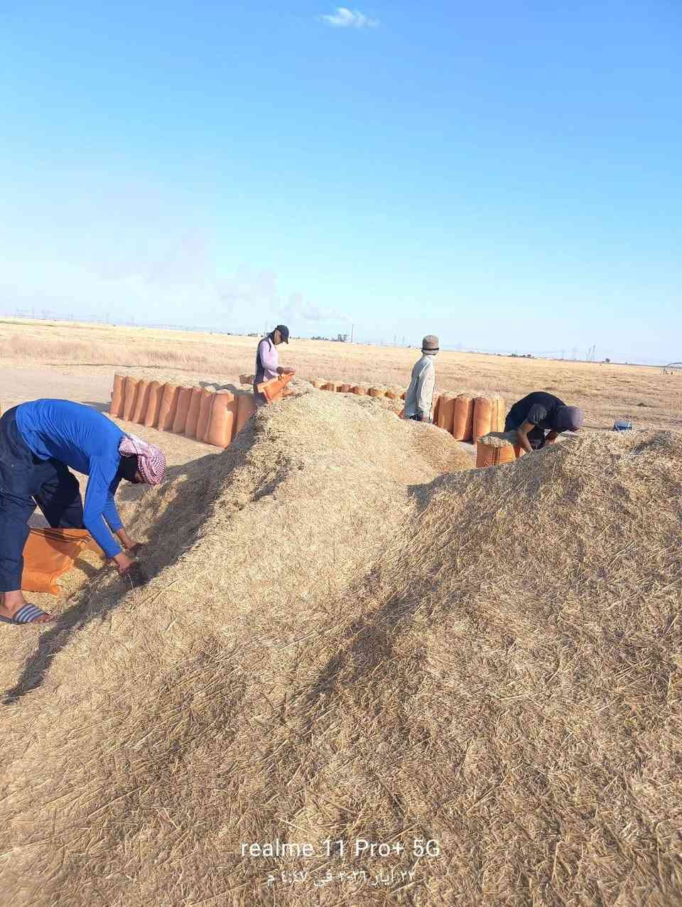 السلام عليكم تبن للبيع بلمكان سعر الزوج 2500تبن نضيف كلش مال السنه التواصل على هذا الرقم ***********تبن يأمره مايعله عليه شي
