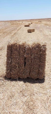 سويتر • كميه مفتوحة • باديت نجف