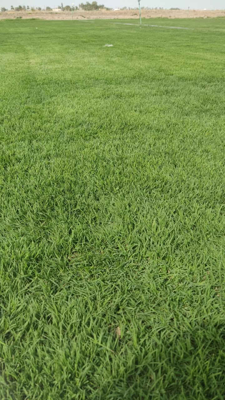 🌿 روّاد زراعة الثيل الطبيعي في ديالى! 🌿

📢 موسم جديد… جودة أعلى… وأسعار تنافسية!

💚 متوفر لدينا جميع أنواع الثيل الطبيعي:
✅ الثيل الأمريكي 🇺🇸 – جودة فائقة ومتانة تدوم.
✅ الثيل الهندي 🇮🇳 – لون زاهي ومقاومة عالية.
✅ الثيل الإيطالي 🇮🇹 – لمسة أوروبية ساحرة.
✅ الثيل الفرنسي 🇫🇷 – فخامة وأناقة خضراء.

🚛 التوصيل إلى باب بيتك!
🔹 فريق مختص يصل إليك أينما كنت.
🔹 تجهيز جميع المساحات: حدائق، ملاعب، متنزهات، مشاتل، ودوائر الدولة.
🔹 توصيل سريع إلى جميع المحافظات!

📌 الأسعار تنافسية وتختلف حسب النوع.

📞 لطلب الثيل أو الاستفسار، تواصل معنا عبر:

📱 ***********

🌱 أضف لمسة طبيعية لمنزلك أو مشروعك الآن!
