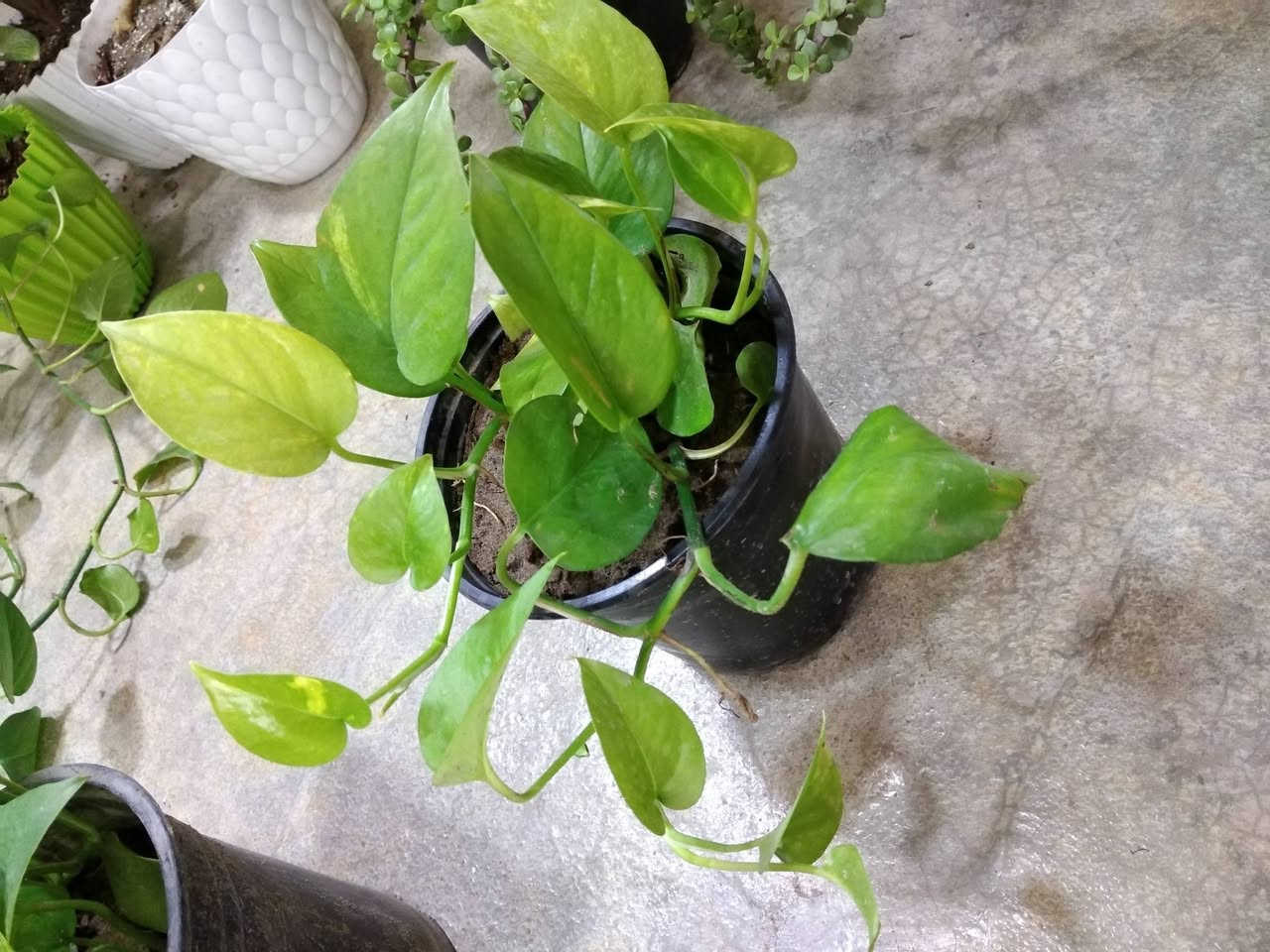 لبلاب وجبه جديده بكميه محدوده السعر 3ألاف فقط 🌿
✨ ورود يومية بأجمل الألوان
🚚 توصيل مجاني داخل هبهب
📍 أقرب نقطة دالة: قرب مدخل المجمعات
📩 للطلب مراسلتنا خاص


**إذا كنت صاحب هذا الإعلان وتريد حذفه لأي سبب، رجاءا أرسل رسالة إلى الدعم الفني**