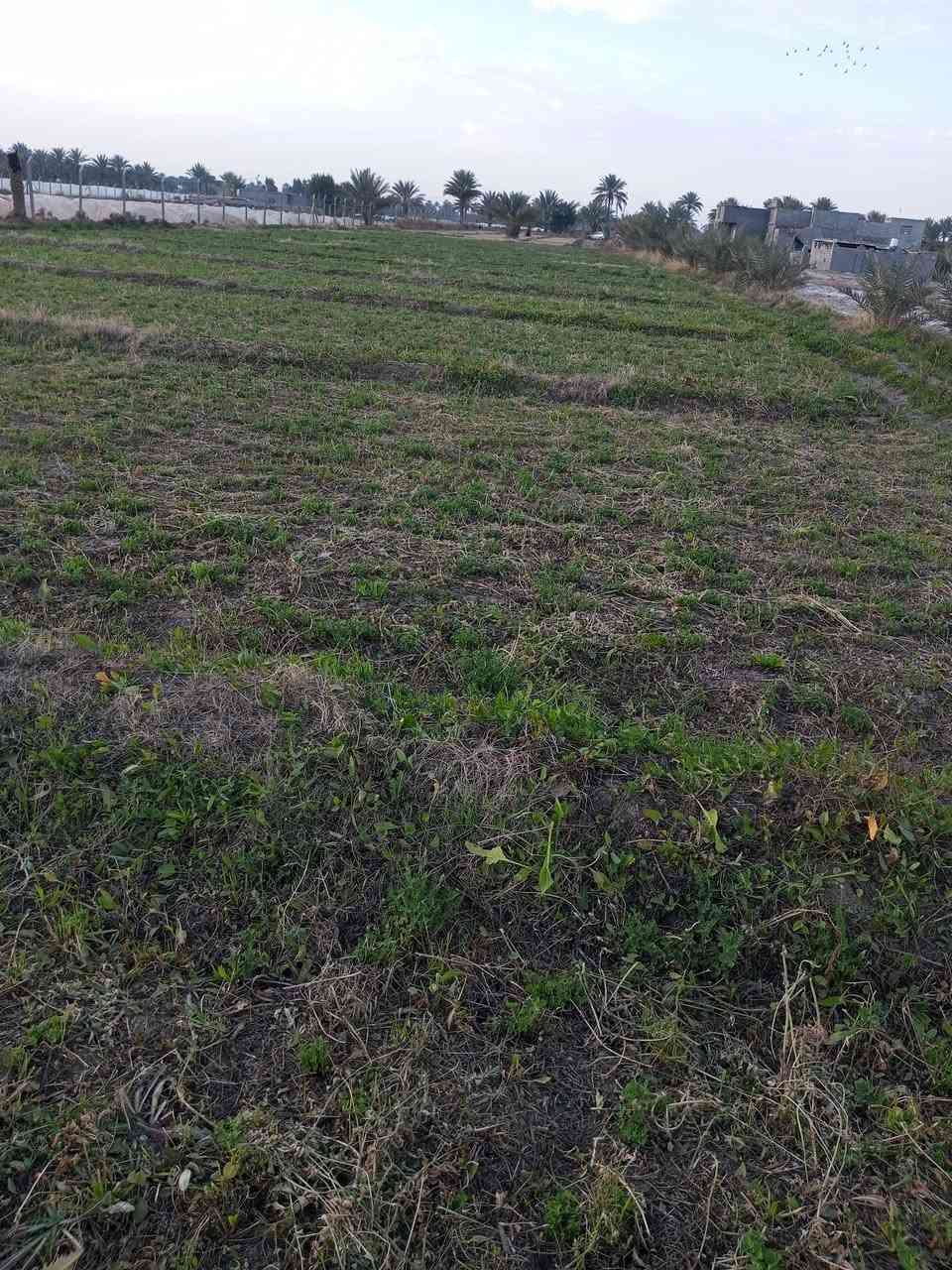 ارض زراعيه  المساحه  دونمين  و٦٠٠ متر  نزال ٢٨٠ عرض ٢١  بيهه ٣٥ نخله صغار وكبار   تحتوي مي  فوكاهه كهرباء فوكاهه   ملاحضه  الكاع مسيجه   وحلوه كلش    للاستفسار الاتصال على الرقم *********** تصل ودلل
