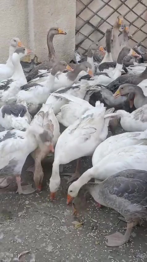 متاح ٤٠ بطه الزوج ٣٦ مكاني ناصريه ***********
