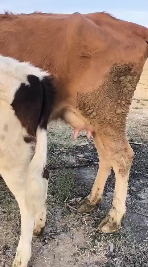 ياالله اللهم صلى على محمد وال محمد مطفل سمنتال متعهد كافه شروط الجني وراها حوليه  عليه عشار 4 اشهر متعهد من كل عيب شرط الحليب وقتين والدسمه خشانيه فكار ماعون شطر دابه فاخرة مكان بغداد ابي غريب شراي يتصل
واتس ***********
*********** يوجد توصيل حسب الاتفاق
