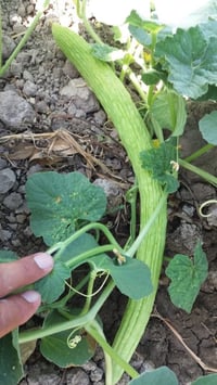 بذور خيار • قوطي ١٠٠ غم • كركوك الحويجة