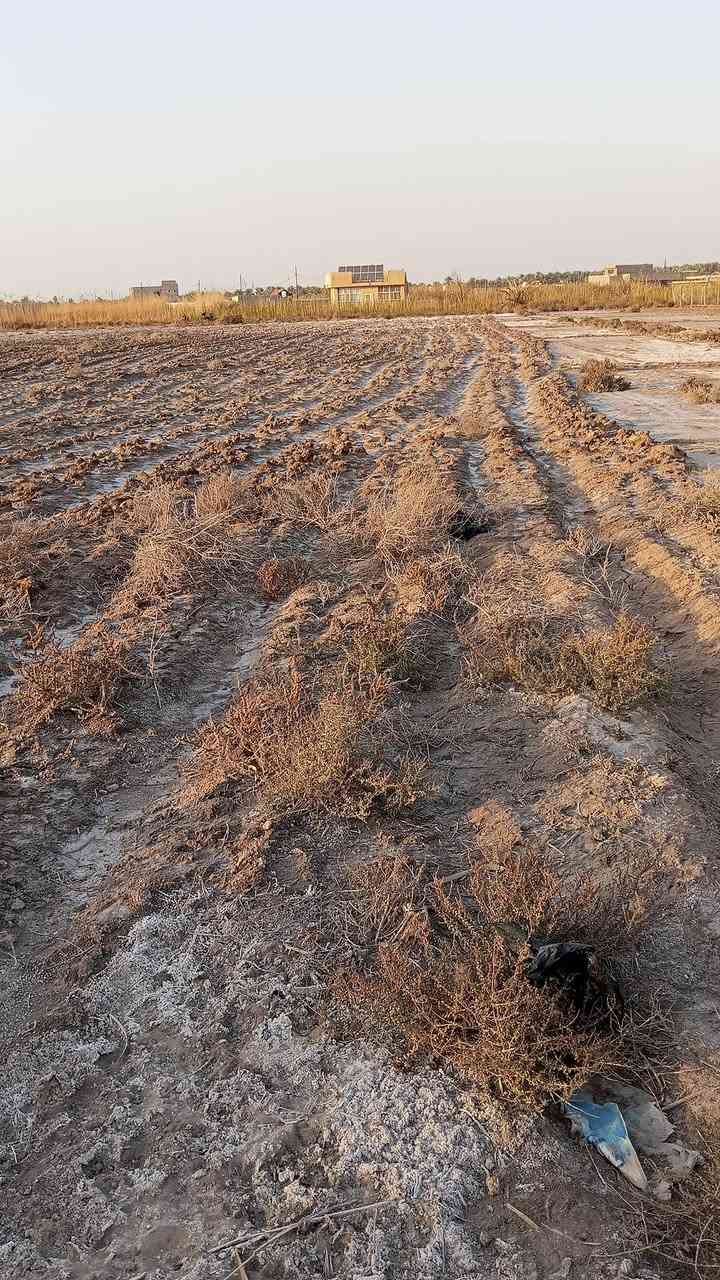 يالله السلام عليكم دونم له ربع البيع عقد 17 المكان كربلاء الحسنيه تبعد  عن الشارع العام 500 متر   كهرباء مي كله قريب عليهه مدرسه متوسطه وبتدائيه   السعر 38 وبيهه مجال  ***********  بي وتساب واني بل خدمه
