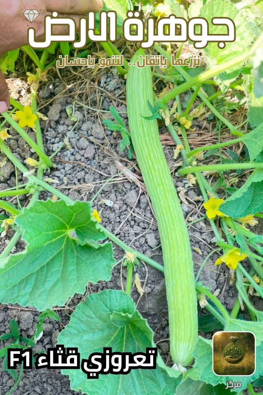 يوجد لدينا بذور طرح صنف الرشيد صنف ممتاز جدا للإستفسار *********** بغداد, العراق
