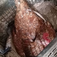 دجاج كرك • عدد ٢ • بدون بيض