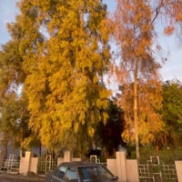 سعرها38بلاش شرط تحويل وگاله مرسالس دوب مكينه بيلدي 4محور كابريتر جامه ...