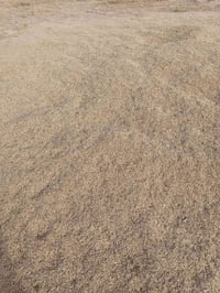 شعير • درجة اولى • كمية قليلة