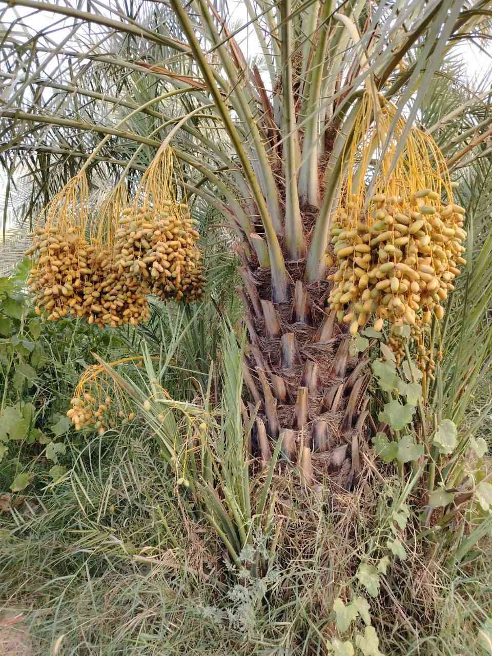 السلام عليكم.            يوجد لدينا فسائل نخيل أستعمران درجة أولئ للبيع السعر مناسب جداً  المكان ميسان قضاء قلعة صالح للاستفسار الإتصال على الرقم *********** يوجد واتساب
