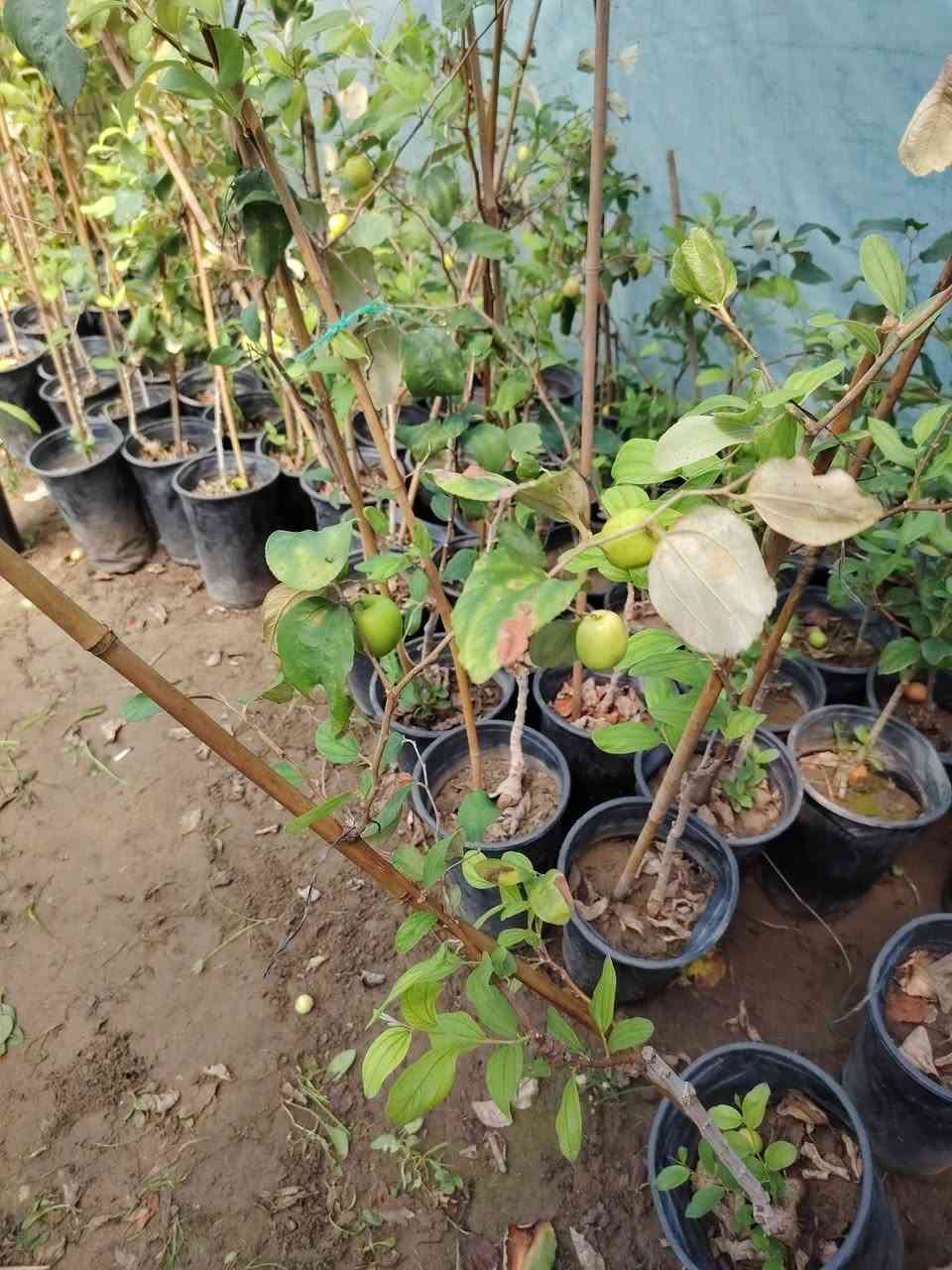 مشتل نعناعه  الرفاعي الصوب الاول مجاور جسر المشاة بتجاه السايلو مقابل اعدادية الرقيم الاهليه يوجد توصيل ***********
