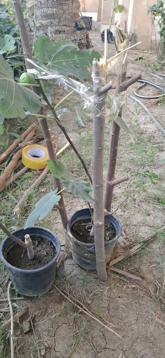 🌱📦 تغليف احترافي يحافظ على الشتلات أثناء النقل ويضمن وصولها إليكم بحالة ممتازة إلى جميع محافظات العراق.

للطلب والاستفسار عبر الواتساب: 📲 https://wa.me/9647700564963 📲 https://wa.me/9647804544008

#مزارع_الراوي #شتلات #نباتات #زراعة #توصيل_لكل_العراق 🌿🚚


**إذا كنت صاحب هذا الإعلان وتريد حذفه لأي سبب، رجاءا أرسل رسالة إلى الدعم الفني**