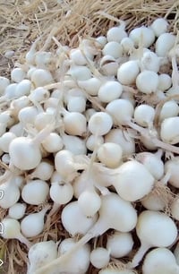 بصل حار • قريط • بذور درجه اولى