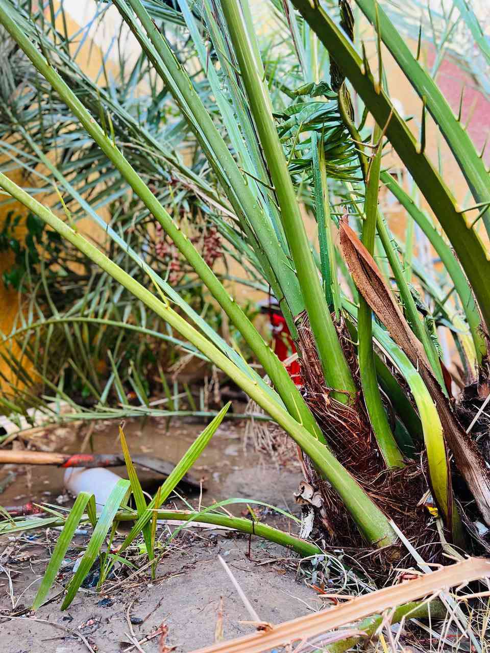 السلام عليكم ورحمة الله وبركاته.. 🌸
🌴 للبيع: فسائل نخل برحي النوع ((حر)) أصل ونظيف 🌴
​يتوفر عندنا فصائل برحي من الصنف الحر الأصلي:

✅ العدد: 2 فصيلة.

✅ الحالة: نخب أول (شرط الأصل والنظافة).
📍 الموقع: واسط - العزيزية.
​💰 السعر: 275 ألف للفصيلة (وبيها مجال طيب ومبارك للشراي).
🚜 ملاحظة: التحميل والقلع على المشتري أو حسب الاتفاق.
​للتواصل والاستفسار: 
📞 [ *********** ] 
​#نخل_برحي #برحي_حر #واسط #العزيزية #فصائل_نخل
