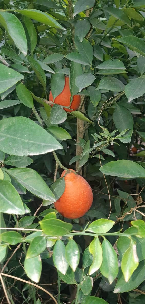 السلام عليكم
يتوفر البرتقال لاسباني (المناويلا ) ارتفاع مترتين بي قسم حمال ب ٢٠ 
والنارنج الاسباني ارتفاع مترتين ب ١١  بي حمل 
ويتوفر كيس ارتفاع متر وسبعين ب ٦
ويتوفر الكافيار بي حمل ارتفاع متر وسبعين ب٦
وصيني سندان ارتفاع مترتين ب٨
وصيني كيس ارتفاع متر وخمسين ب ٢٥٠٠
ولالنكي دبل سوبر ارتفاع متر وسبعين ب ٢٥٠٠
ولالنكي عراقي ارتفاع متر وسبعين ب٢٥٠٠
الموقع شارع المعارض 
***********
لايوجد توصيل
