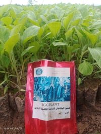 شتل • باذنجان • ناحية النمرود