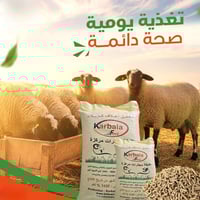 علف للمجترات • توازن غذائي • زيادة الحليب واللحم