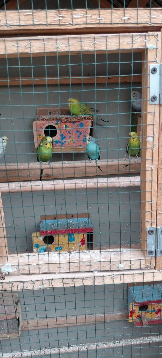 طيور حب للبيع الزوج ب10 بيهن امايات وافراخ


**إذا كنت صاحب هذا الإعلان وتريد حذفه لأي سبب، رجاءا أرسل رسالة إلى الدعم الفني**