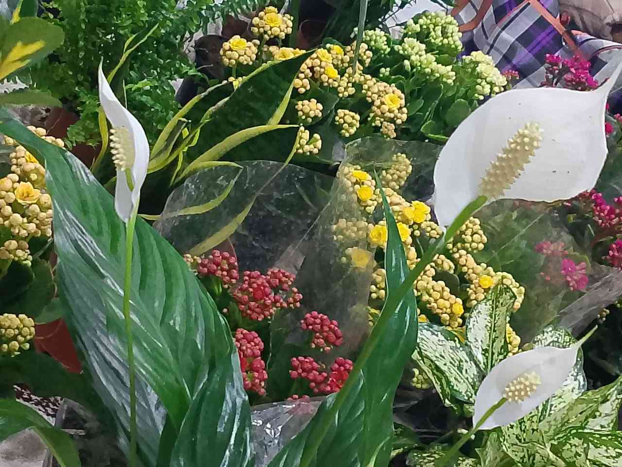 نباتات ضليه دائميا
بأنسب الاسعار توصيل جميع مناطق كركوك
مشتل غصن  
للستفسار مراسلة الصفحه


**إذا كنت صاحب هذا الإعلان وتريد حذفه لأي سبب، رجاءا أرسل رسالة إلى الدعم الفني**