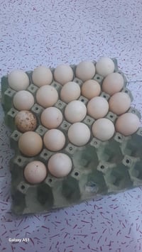 متوفر بيض دجاج 28 بيضه سعر 10  وبيض بش مصري 22بيضه سعر8 مكاني قرب الام...