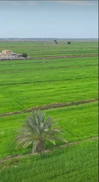 دونم زراعي • نخل • شارع ٢٠م