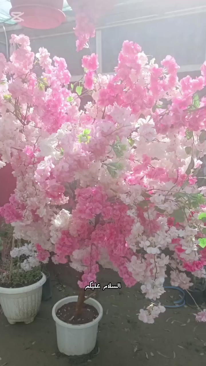 السلام عليكم
🌹 استمتع بجمال الورد الاصطناعي المصنوع يدويًا، مع العود الطبيعي الفاخر الذي يضفي أجواءً مميزة لمنزلك. 🌟 لدينا عروض خاصة بأسعار لا تُقاوم، لا تفوت الفرصة لتجعل مساحتك أكثر إلهامًا وجاذبية! 👍 #ديكور #جمال_الطبيعة #عروض_خاصة150,000
 (✪‿✪) (✪‿✪) (✪‿✪) (✪‿✪) 
العنوان كوت فلكت الحاوي قرب مجمع دمشق الطبي مقابل مدرسه التعليم الاساسي مشتل سماء الكوت


**إذا كنت صاحب هذا الإعلان وتريد حذفه لأي سبب، رجاءا أرسل رسالة إلى الدعم الفني**