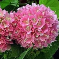 متابعينا 🤍. توفرت شتلات الدومبيا او الثرية ،🌸🩷 الأسم العلمي:Dombeya bu...